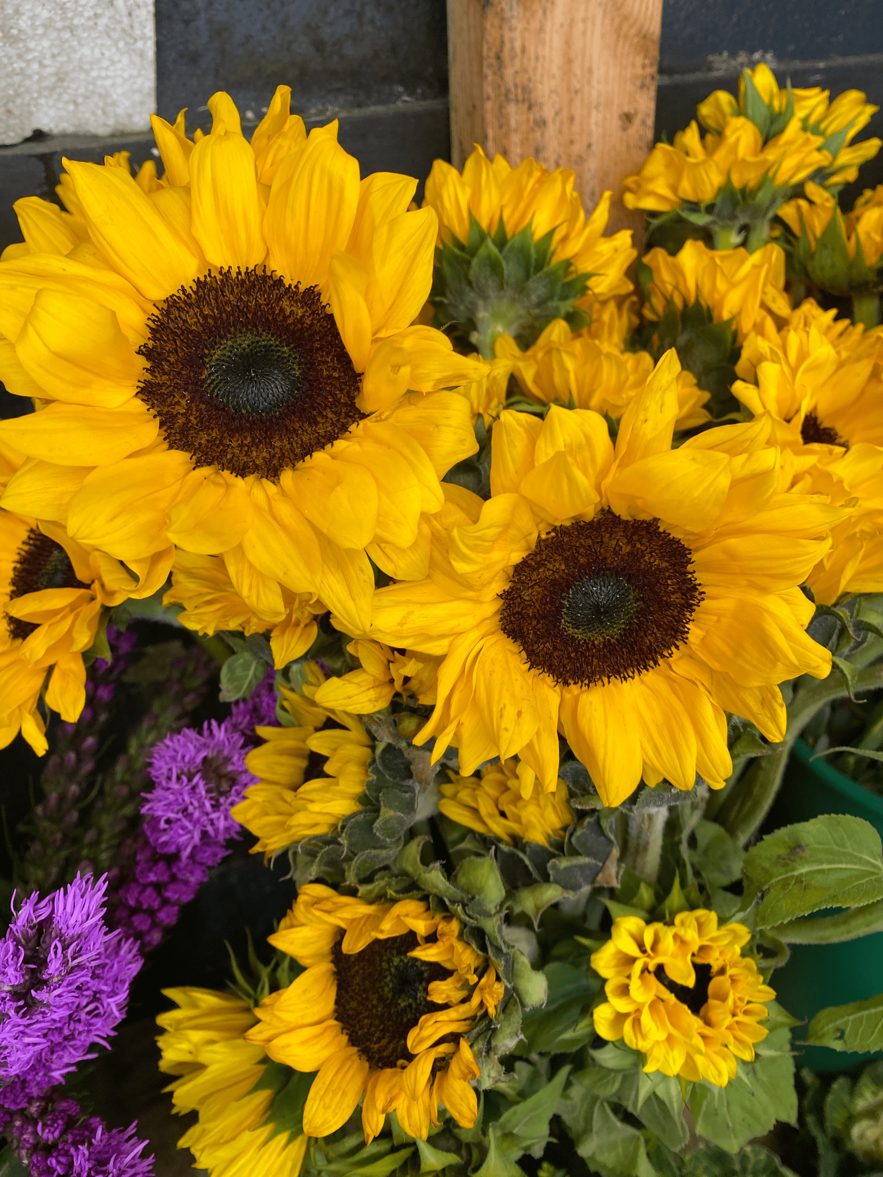 Sunflowers